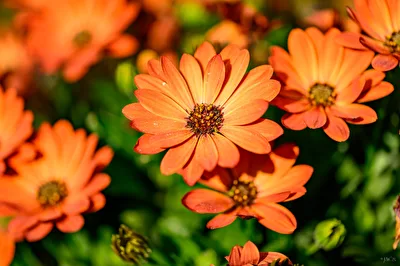 Osteospermum Orange