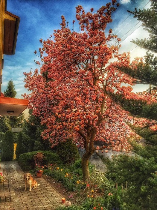 Magnolie mit Hund