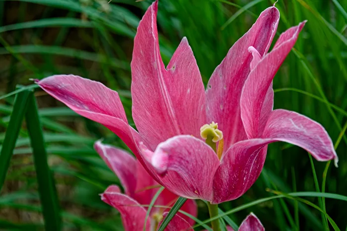 Tulpe