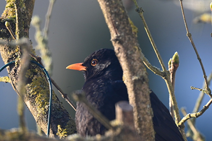 Auf der Lauer