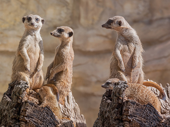 Schau mal, was die Nachbarn machen.