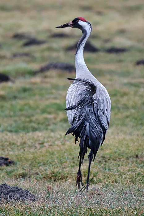 Grulla