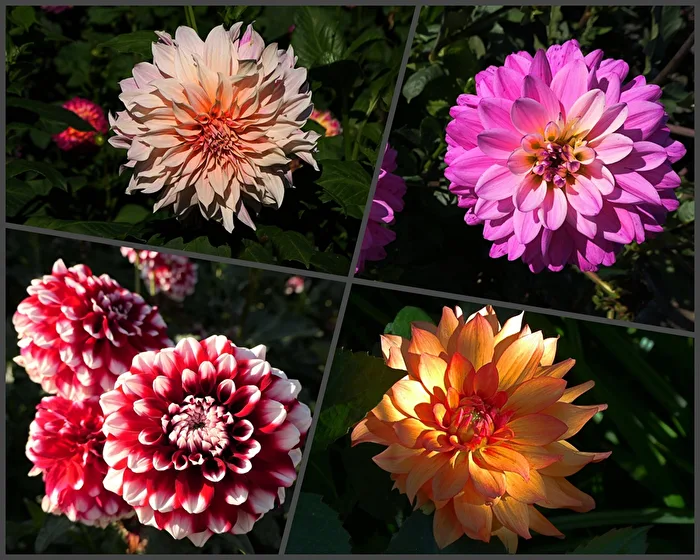 wunderbare Welt der Dahlien