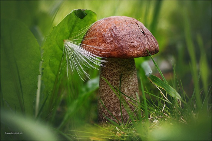 Zeit der Pilze ...