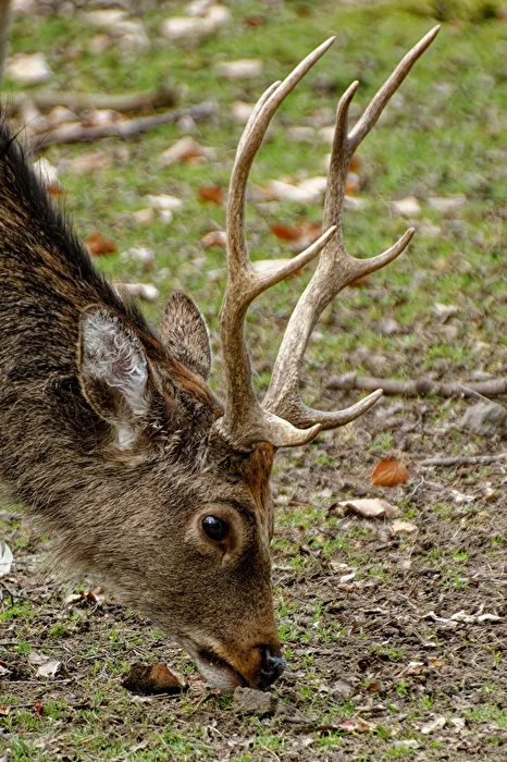 Sika Deer
