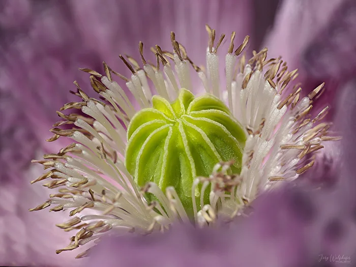 The inner core