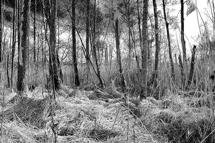 Bruchwald