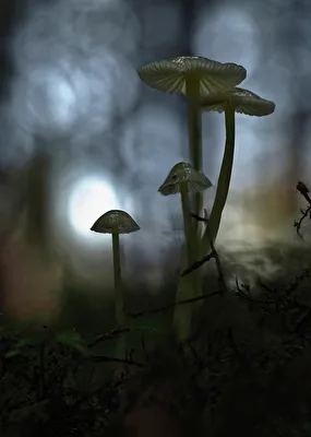 Mystik - mushroom-magic