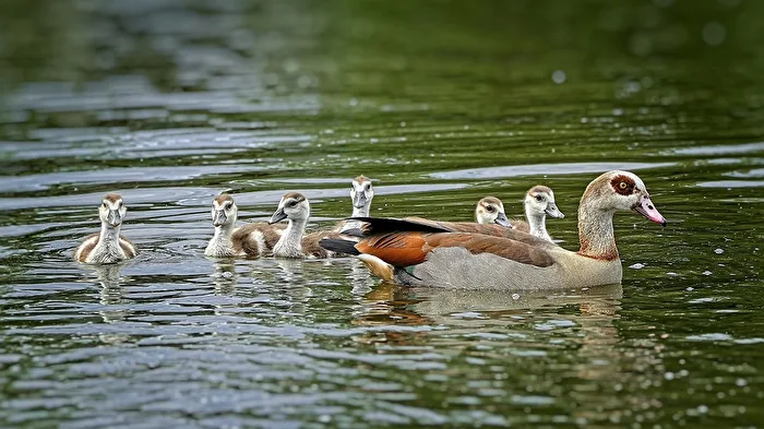 Nilgänse