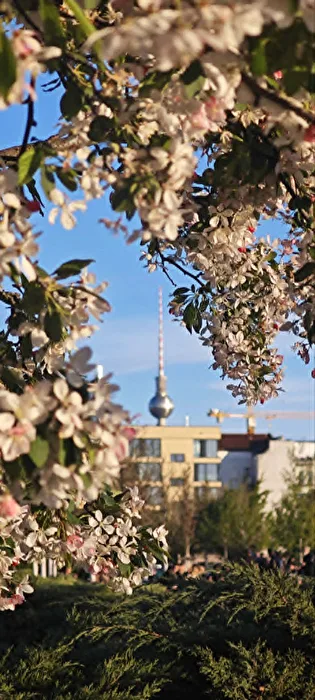 KirschBlüte in Berlin
