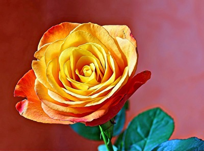 Die Rose - Königin der Blumen