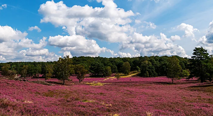 Fischbeker Heide