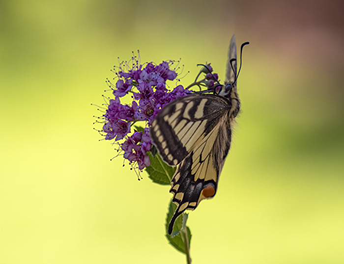 Schwalbenschwanz (Papilio machaon)