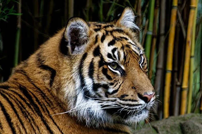 Tigre