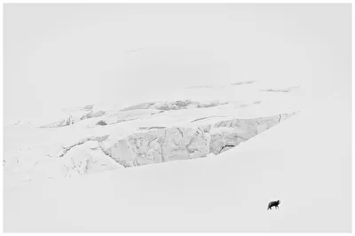 Polarfuchs auf Futtersuche