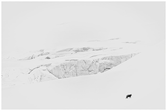 Polarfuchs auf Futtersuche