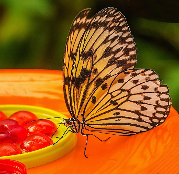 Tree Nymph