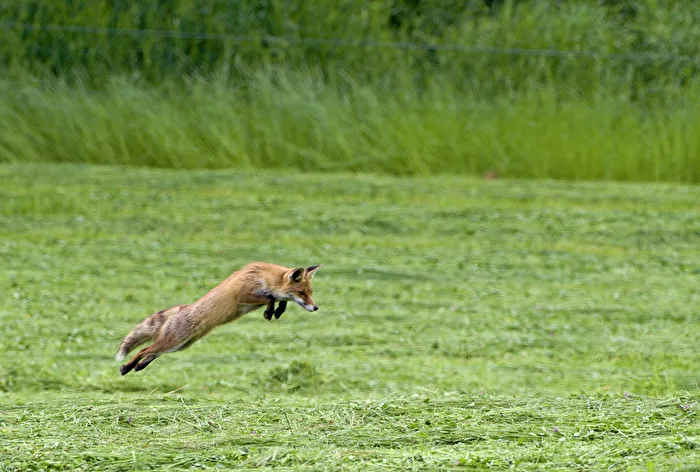 Fuchs auf Jagd
