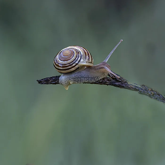 Schnecke...
