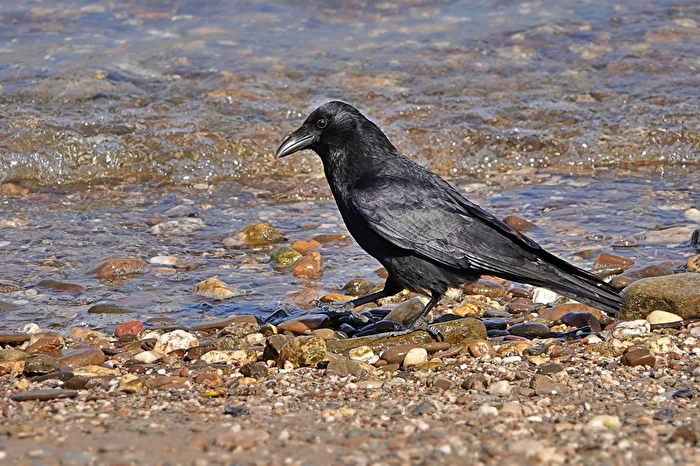Raven or Crow