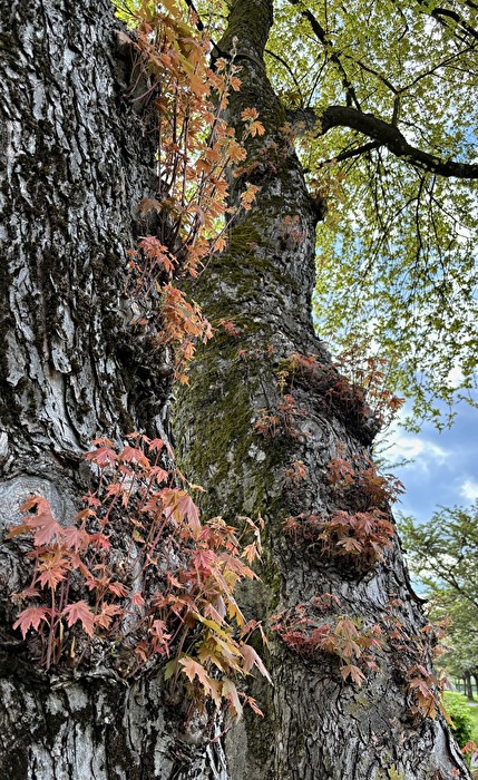 Der alte Baum