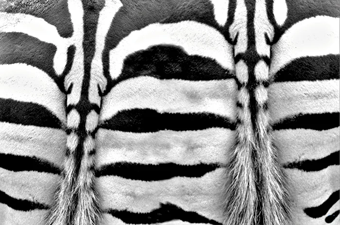 Zebrastreifen