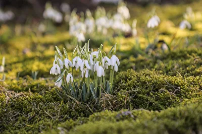 Der Frühling kommt
