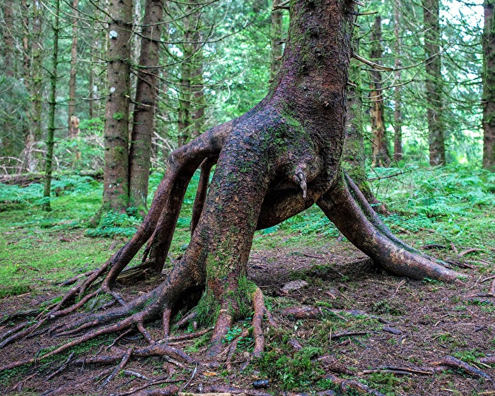 Ein Baum richtet sich auf.