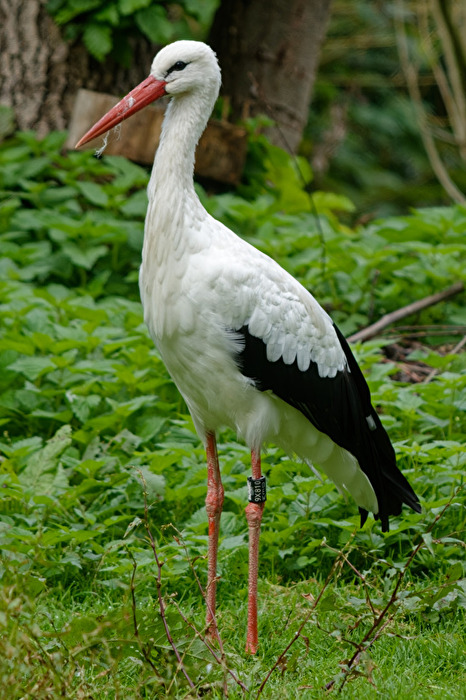 Storch