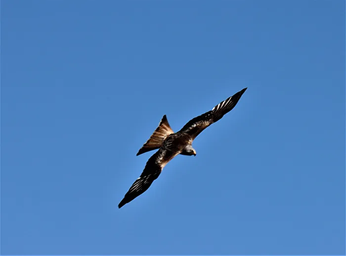 Red kite in a dive