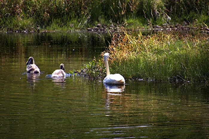 Swan Family 2