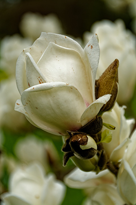 Magnolie