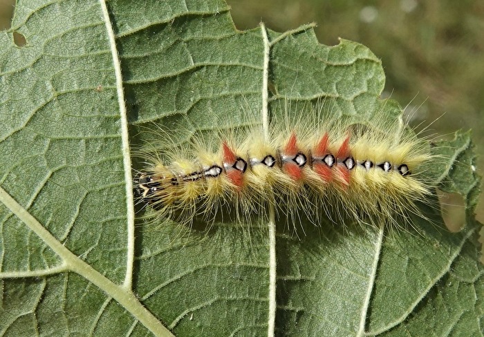 Coole Raupe (2)