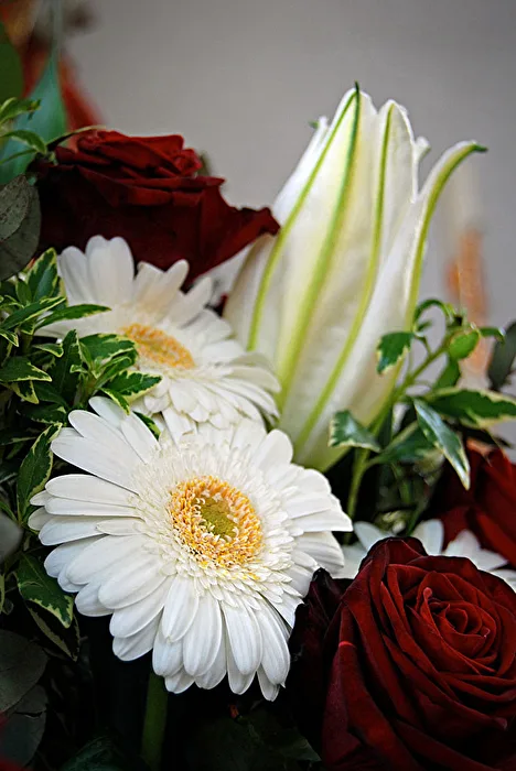 White gerbera and red roses...