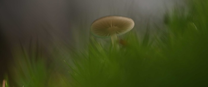 Pilz im trüben