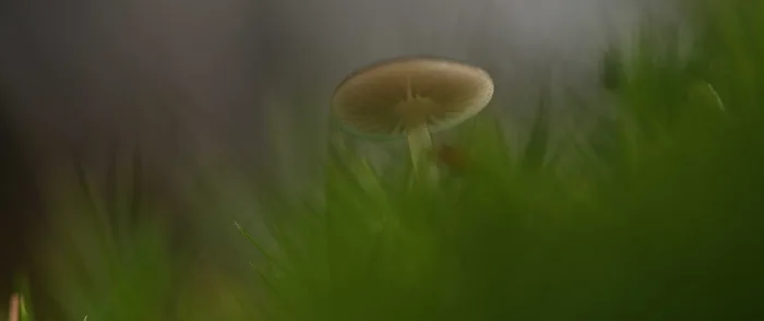 Pilz im trüben