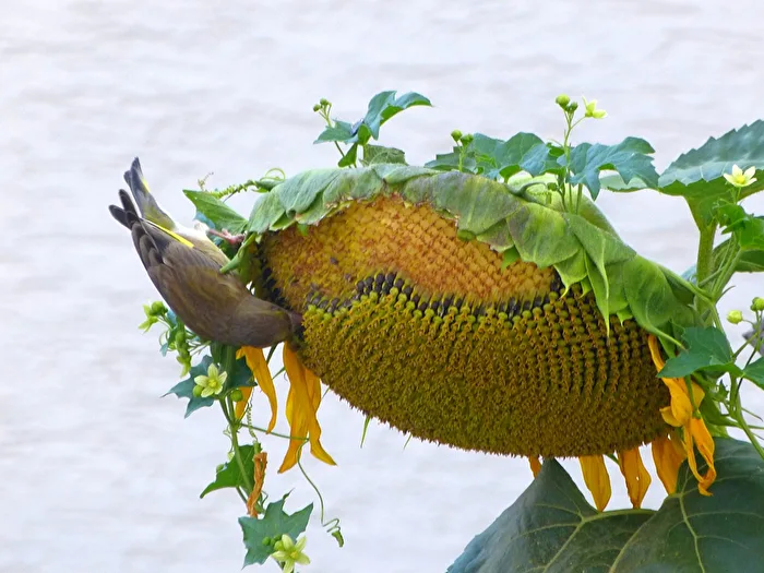 Sunflower I