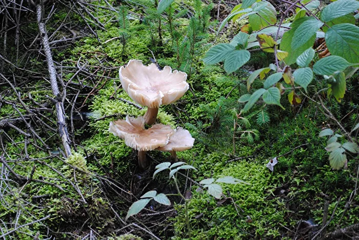 Mushrooms