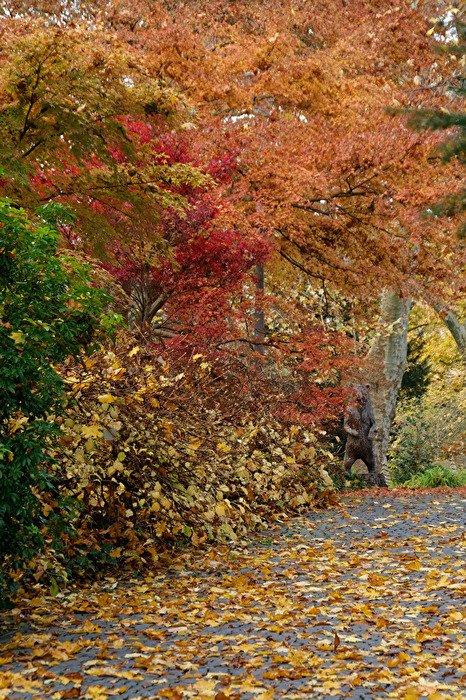 Herbstbäume