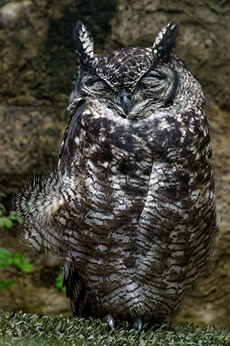 Spotted Eagle Owl