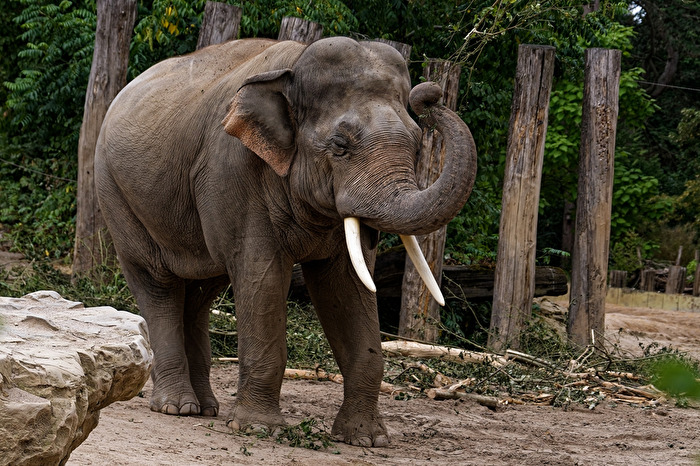 Elefant