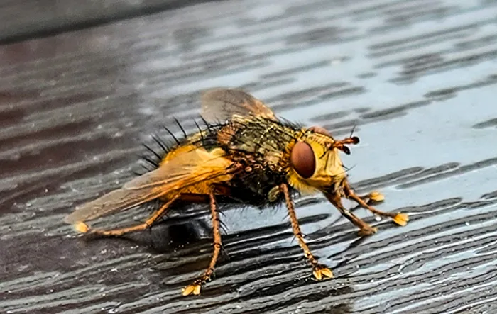 Igelfliege