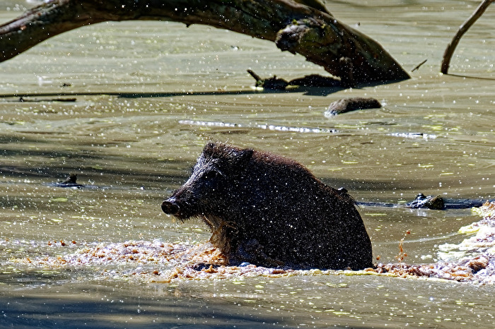 Wildschwein