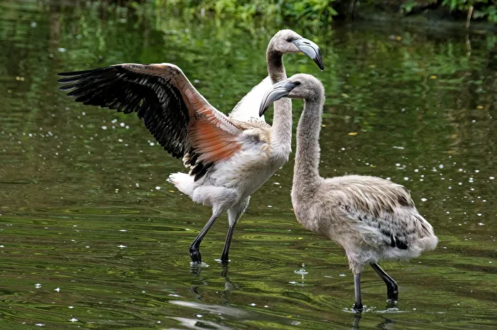 young flamingos