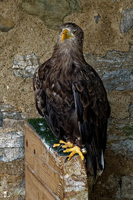 European Sea Eagle