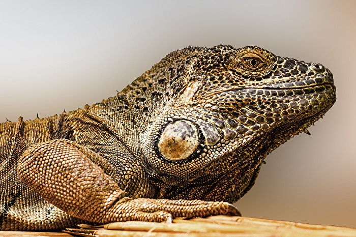 Leguan