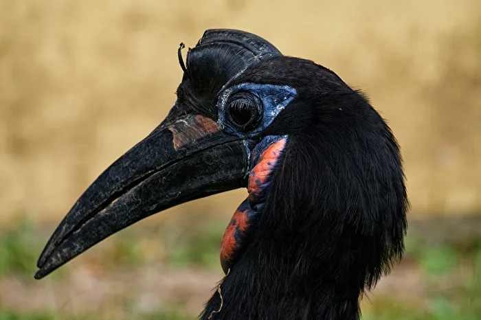 Horned Raven