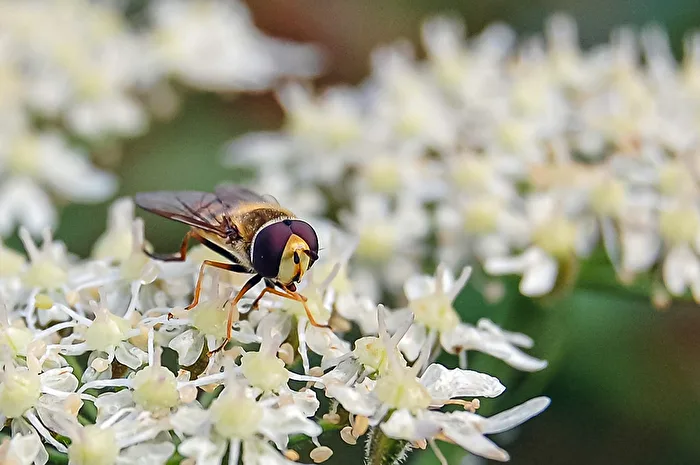Schwebfliege