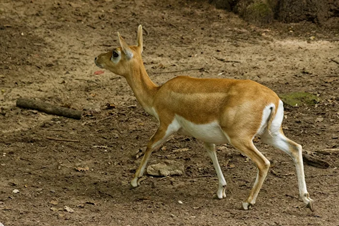 Nilgau - Antilope