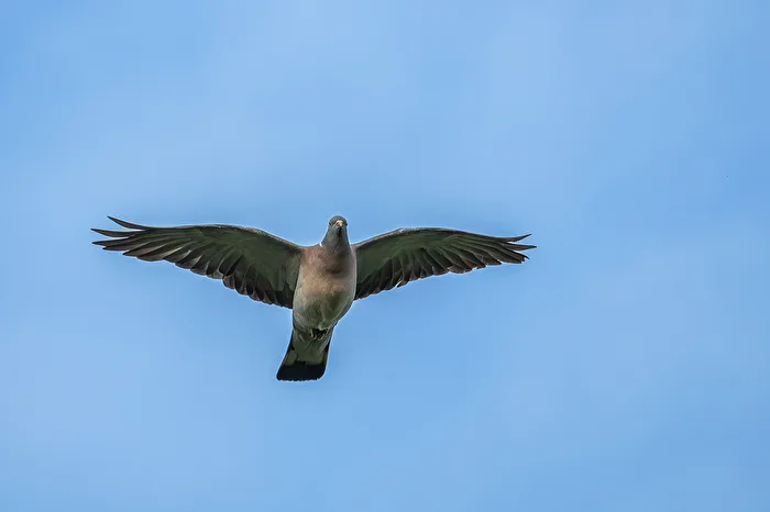 Ringeltaube im Flugbild